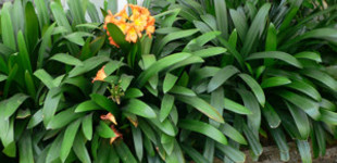 Kafferliliom, klívia (<i>Clivia miniata</i>)