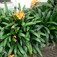 Kafferliliom, klívia (<i>Clivia miniata</i>)