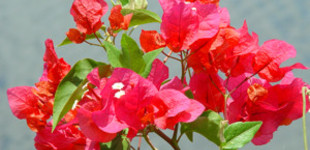 Murvafürt, bugenvillea (<i>Bougainvillea sp.</i>)