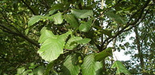 Hamvas éger (<i>Alnus incana</i>)