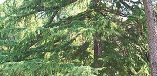 Himalájai cédrus (<i>Cedrus deodara</i>)