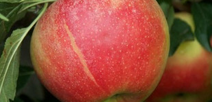 'Elstar' alma (<i>Malus domestica</i> ''Elstar'')