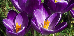 Sáfrány (<i>Crocus vernus</i>)