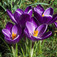 Sáfrány (<i>Crocus vernus</i>)