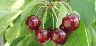 Cseresznye (<i>Cerasus avium</i> 'Hedelfingeni óriás')