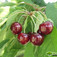 Cseresznye (<i>Cerasus avium</i> 'Hedelfingeni óriás')