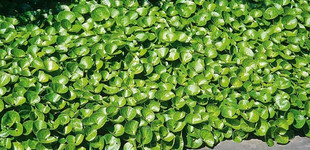 Kapotnyak (<i>Asarum europaeum</i>)