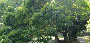 Fegyverneki fehér eperfa (<i>Morus alba</i> 'Fegyvernekiana')