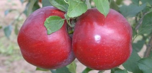 'Jonathan (Jonatán) Csányi 1' alma (<i>Malus domestica</i> ''Jonathan Csányi 1'')