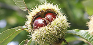 Szelídgesztenye (<i>Castanea sativa</i>)
