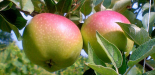 'Londoni pepin' alma (<i>Malus domestica</i> ''London Pippin'')