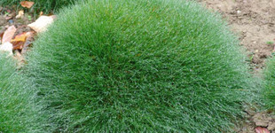 Medve csenkesz (<i>Festuca scoparia</i>)