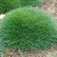 Medve csenkesz (<i>Festuca scoparia</i>)
