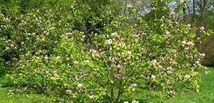 Nagyvirágú liliomfa (<i>Magnolia x soulangeana</i>)