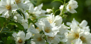 Jezsámen (<i>Philadelphus sp.</i> 'Belle Etoile')
