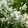 Jezsámen (<i>Philadelphus sp.</i> 'Belle Etoile')