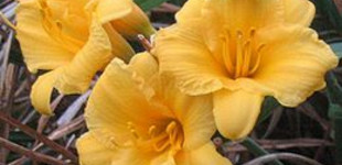 Sásliliom (<i>Hemerocallis matador</i>)