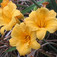 Sásliliom (<i>Hemerocallis matador</i>)