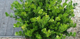 Kislevelű törpe puszpáng (<i>Buxus microphylla</i> 'Faulkner')
