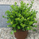 Kislevelű törpe puszpáng (<i>Buxus microphylla</i> 'Faulkner')