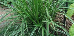 Díszsás (<i>Carex morrowii</i>)