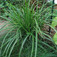 Díszsás (<i>Carex morrowii</i>)