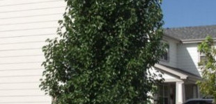 Kínai körte, Callery-körte 'Capital' (<i>Pyrus calleryana</i> ''Capital'')