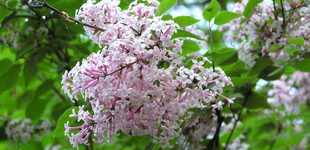Kislevelű orgona (<i>Syringa microphylla</i>)