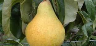 Bohusné vajkörtéje (<i>Pyrus communis</i> ''Bohusné vajkörtéje'')