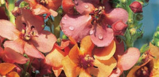 Díszes ökörfarkkóró (<i>Verbascum hybrida</i>)