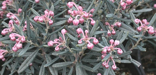 Közönséges tőzegrozmaring (<i>Andromeda polifolia</i>)