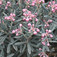 Közönséges tőzegrozmaring (<i>Andromeda polifolia</i>)