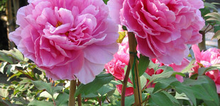 Fás bazsarózsa (<i>Paeonia suffruticosa</i>)