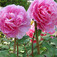 Fás bazsarózsa (<i>Paeonia suffruticosa</i>)