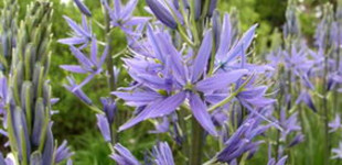 Alacsony prérigyertya (<i>Camassia esculenta</i>)