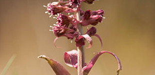 Vörös acsalapu (<i>Petasites hybridus</i>)