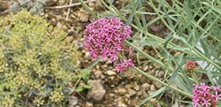 Sarkantyúvirág (<i>Centranthus ruber</i>)