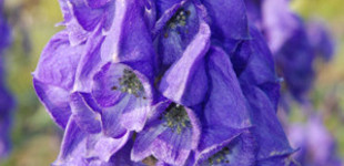 Őszi sisakvirág (<i>Aconitum arendsii</i>)