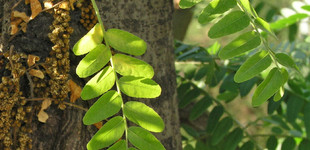 Lepényfa (<i>Gleditsia triacanthos</i>)