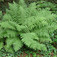 Erdei pajzsika (<i>Dryopteris filix–mas</i>)