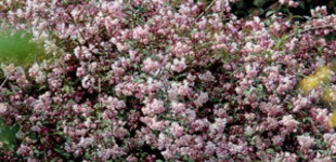 Gyöngyvirágcserje (<i>Deutzia kalmiflora</i>)