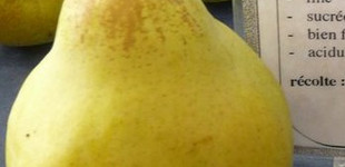 Hardenpont téli vajkörte (<i>Pyrus communis</i> ''Beurré d’Hardenpont'')