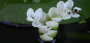 Kétsoros vízifüzér (<i>Aponogeton distachyus</i>)