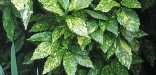 Tarkalevelű japán babérsom (<i>Aucuba japonica</i> 'Picturata')