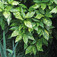 Tarkalevelű japán babérsom (<i>Aucuba japonica</i> 'Picturata')