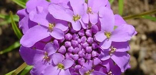 Ernyős tatárvirág (<i>Iberis umbellata</i>)