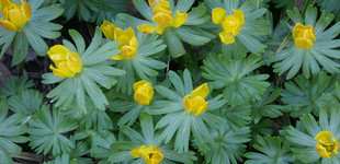 Téltemető (<i>Eranthis hiemalis</i>)