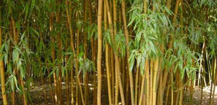 Bambusz (<i>Phyllostachys bambusoides</i> 'Castillonis')