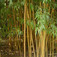 Bambusz (<i>Phyllostachys bambusoides</i> 'Castillonis')