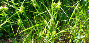 Nagytermésű sás (<i>Carex grayi</i>)